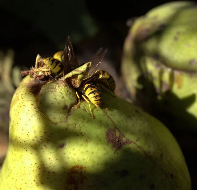 Semillas para jardín baratas - Cómo elegir las mejores